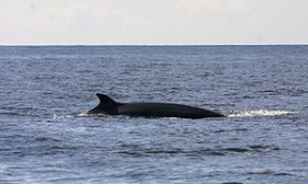 A minke whale off the Hebrides of Scotland