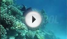 Coral, Dahab, Day, Red Sea, Redtooth Triggerfish, Sea Life