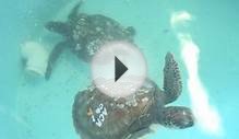 Over 300 cold-stunned sea turtles taken to North Carolina